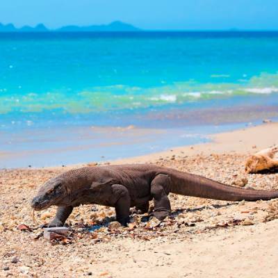 Viaje de aventura a Volcanes, buceo y dragones de Komodo