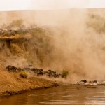 Los ñus cruzando el río Mara