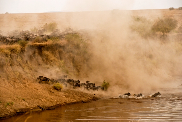 Los ñus cruzando el río Mara