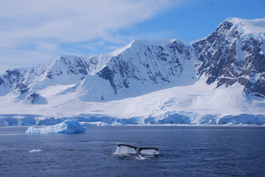 Ballenas