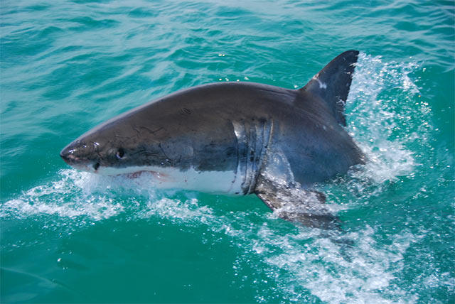 Tiburón Blanco saltando fuera del agua