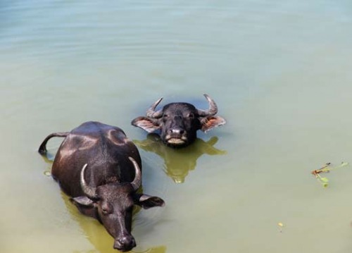 Búfalos dándose un chapuzón en el lago.