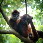 Fauna de costa rica