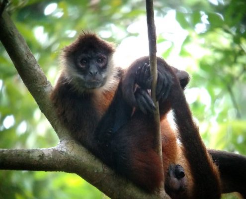 Fauna de costa rica