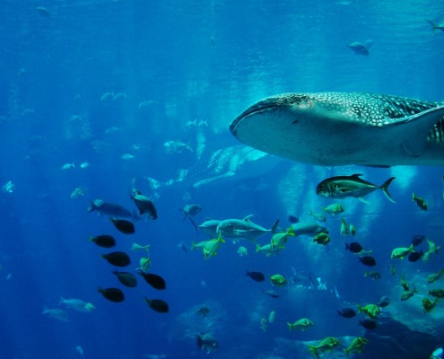 Tiburón ballena Maldivad
