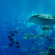 Tiburón ballena Maldivad