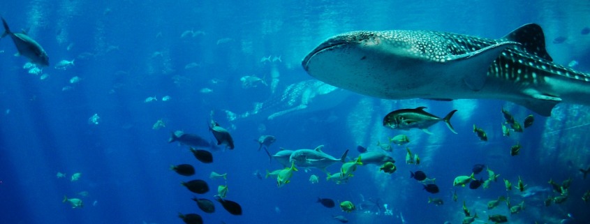 Tiburón ballena Maldivad
