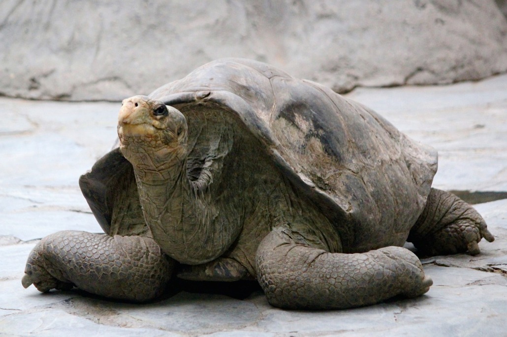 Viaje ecuador e islas galápagos
