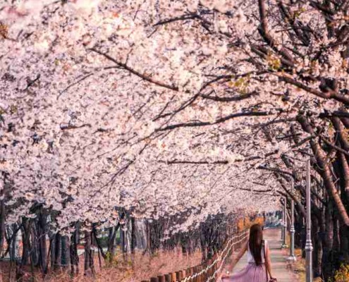 Dónde viajar en primavera