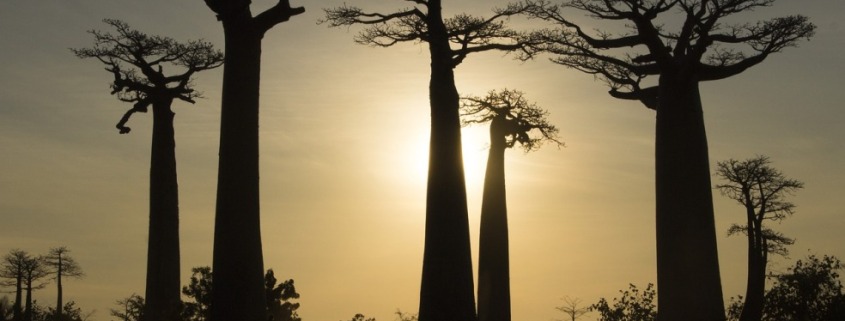 viajar a Madagascar