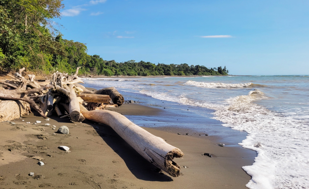 playa tropical con varios troncos en la orilla