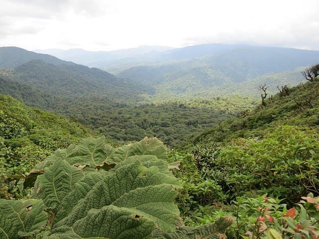 selva tropical frondosa con montañas y plantas verdes