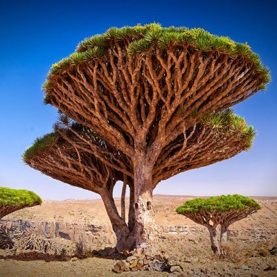 Viaje de aventura a Isla de Socotra