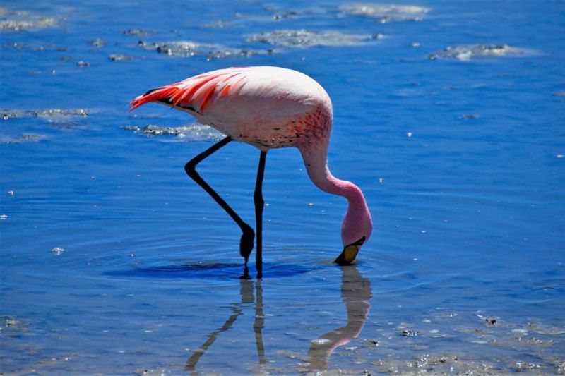 Foto de Ruta por De Atacama, Uyuni a Machu Picchu Flamenco en Uyuni