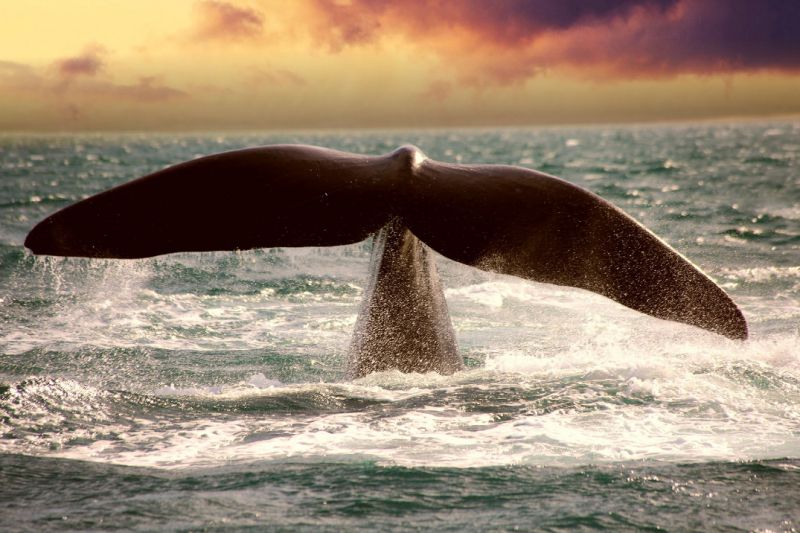 Foto de Ruta por Desde la Patagonia hasta Iguazú