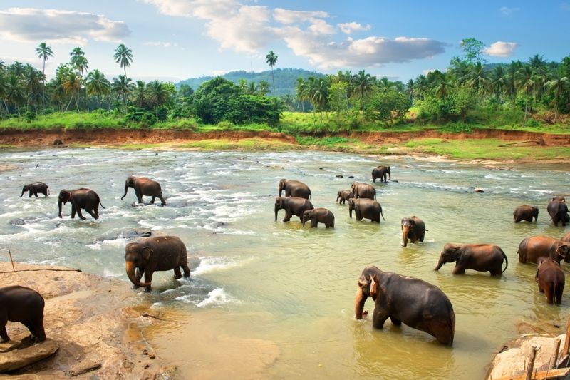 Foto de Ruta por Dos paraísos en uno elefantes bañandose