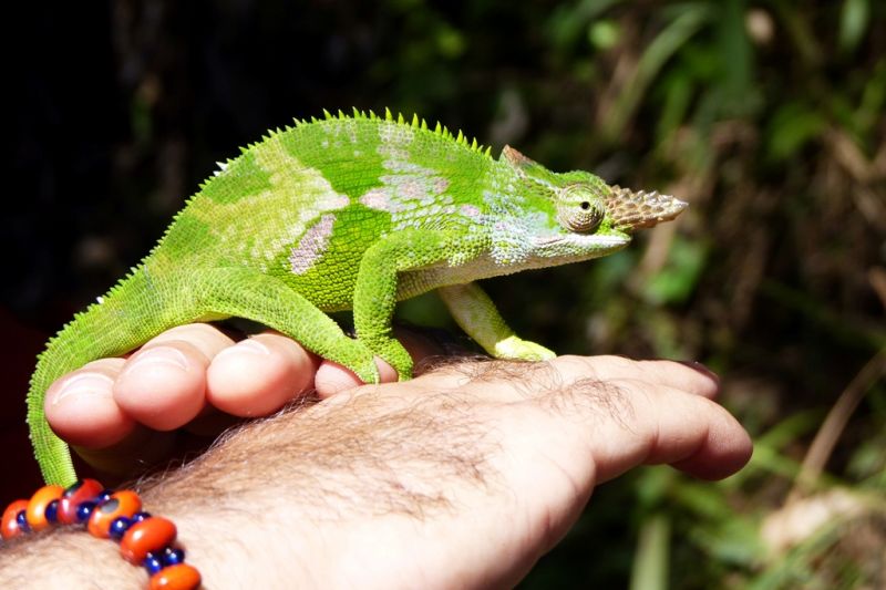 Foto de Ruta por El corazón de Africa Fauna