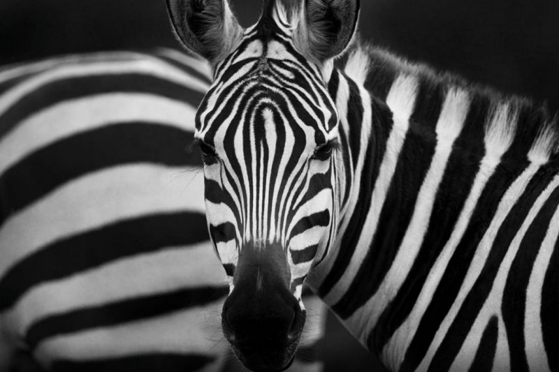 Foto de Ruta por El corazón de Africa Fotografiando cebras