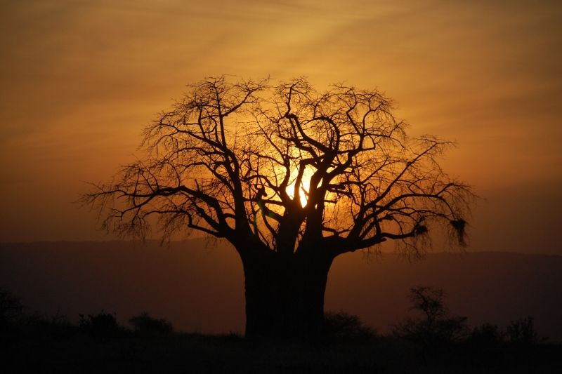 Foto de Ruta por El corazón de Africa Sol escondiendose entre arboles