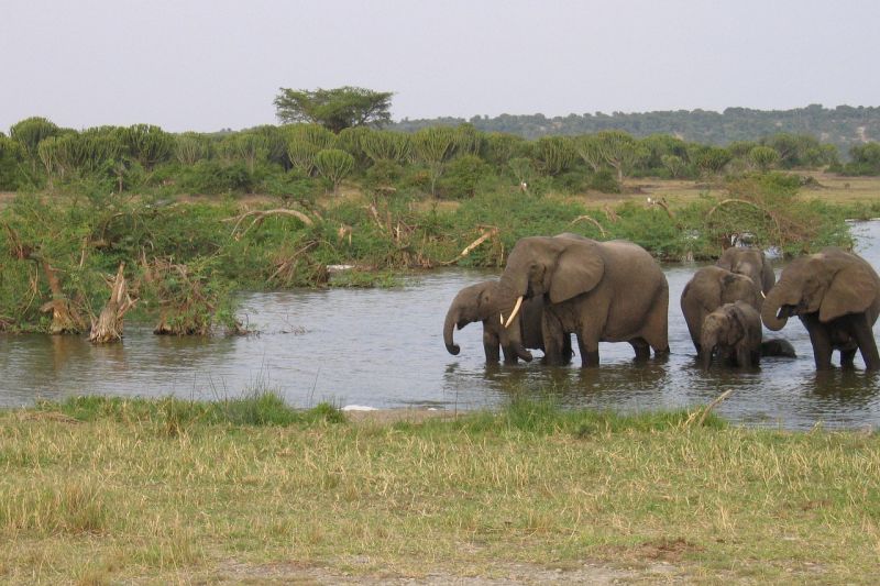 Foto de Ruta por El corazón de Bwindi