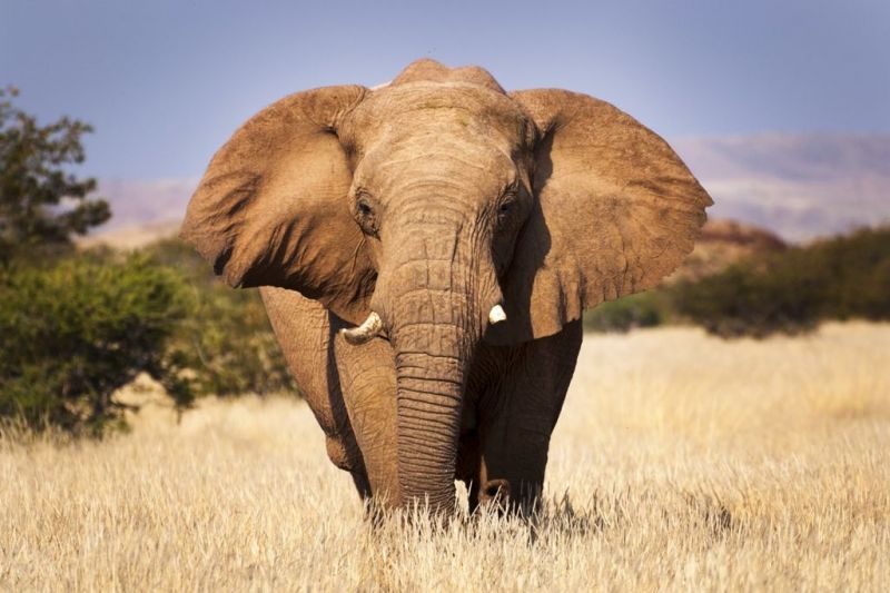 Foto de Ruta por El lado salvaje de África elefante