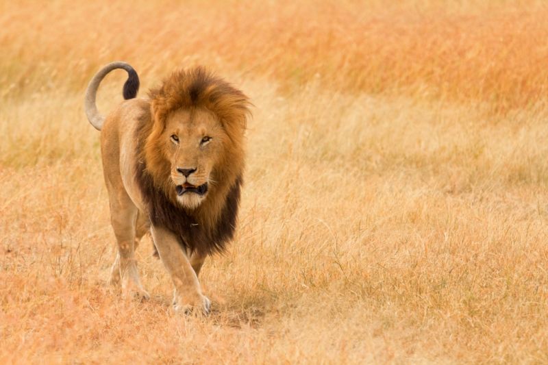 Foto de Ruta por El lado salvaje de África leon