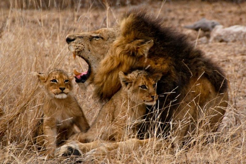 Foto de Ruta por El lado salvaje de África leones
