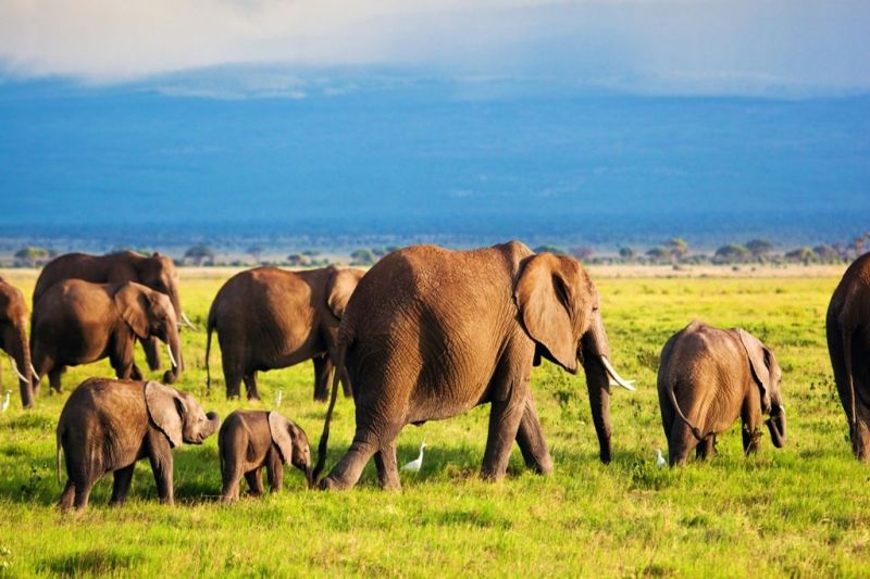 Foto de Ruta por El lado salvaje de África manada de elefantes