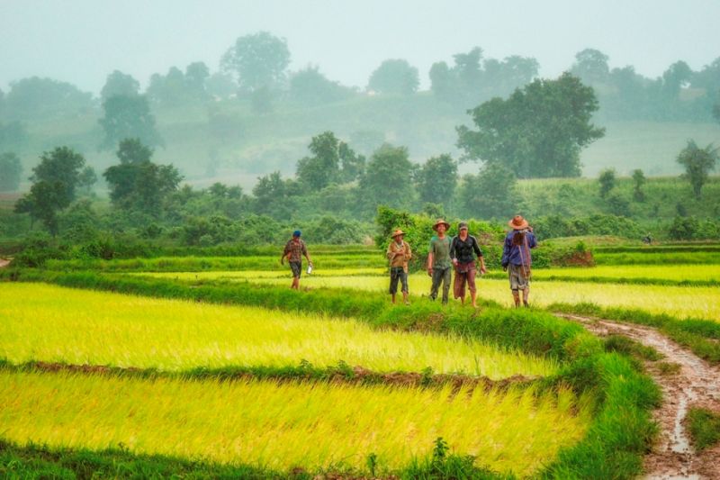 Foto de Ruta por El rincón oculto de Asia Campesinos entre arrozales