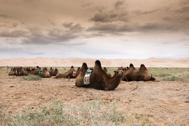 Foto de Ruta por El Transiberiano, desde San Petersburgo hasta Pekín Camel