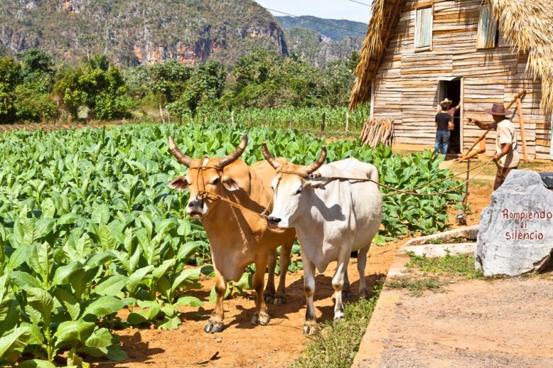 Foto de Ruta por En coche por el Caribe Plantación de tabaco de Viñales