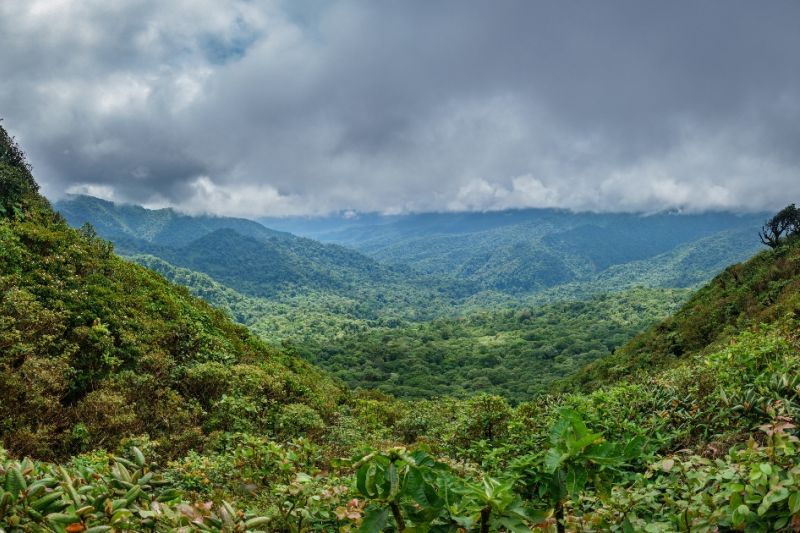 Foto de Ruta por Estallido Natural Paisaje del Monte Nuboso de Monteverde