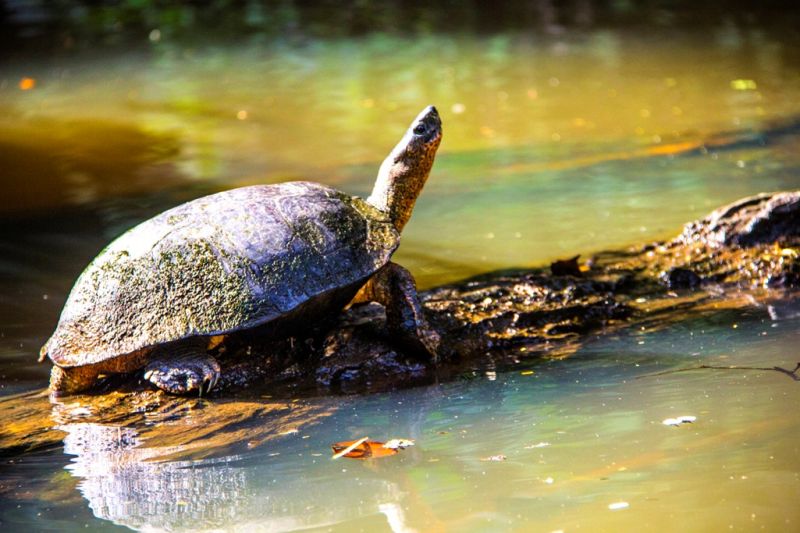 Foto de Ruta por Estallido Natural Tortuga en tortuguero