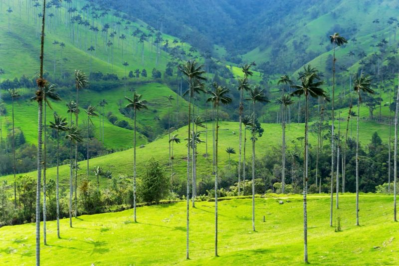 Foto de Ruta por La atracción de Sudamérica Paisaje del valle de Cocora