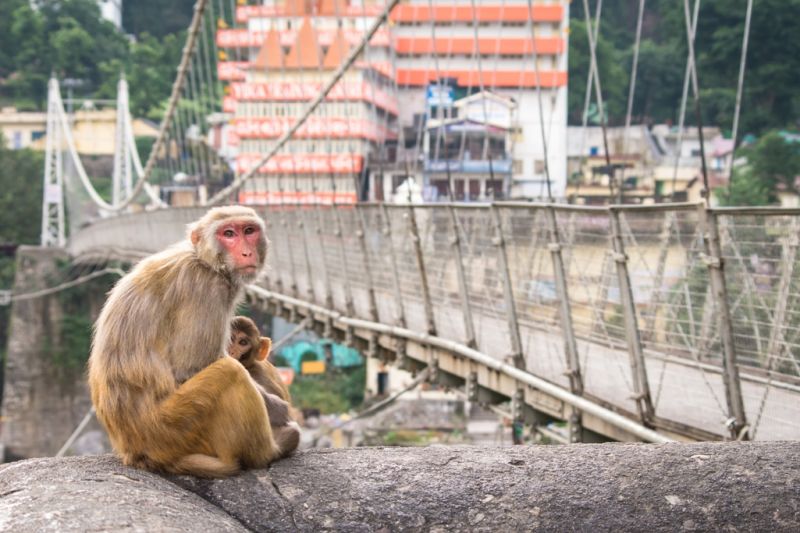 Foto de Ruta por La cuna del Yoga Macaque Monkeys