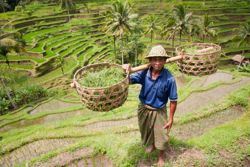 Foto de Ruta por La eterna sonrisa terrazas de arroz