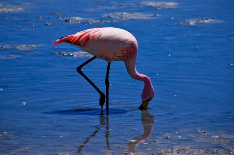 Foto de Ruta por La perla andina Flamenco en Uyuni