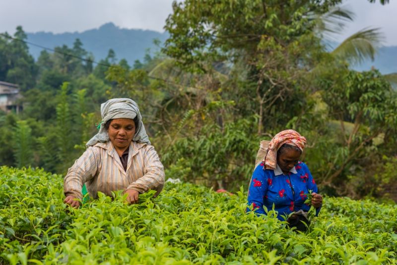 Foto de Ruta por Las joyas del Indico tareas agricolas