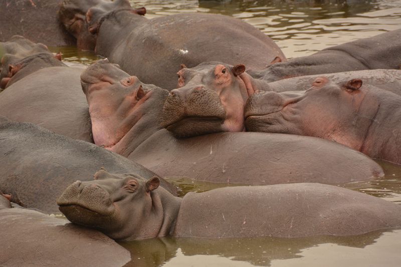 Foto de Ruta por Las perlas de Tanzania Charca de hipopótamos