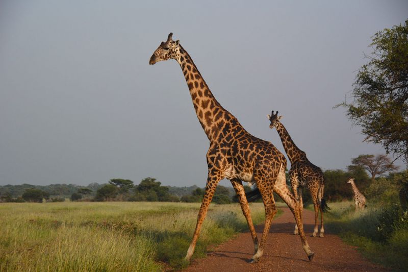 Foto de Ruta por Las perlas de Tanzania Jirafa cruzando la carretera