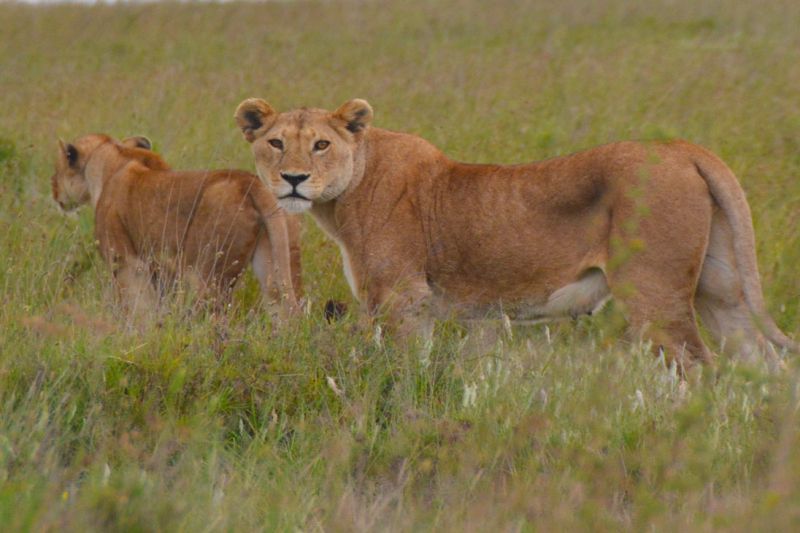 Foto de Ruta por Las perlas de Tanzania Leona al acecho