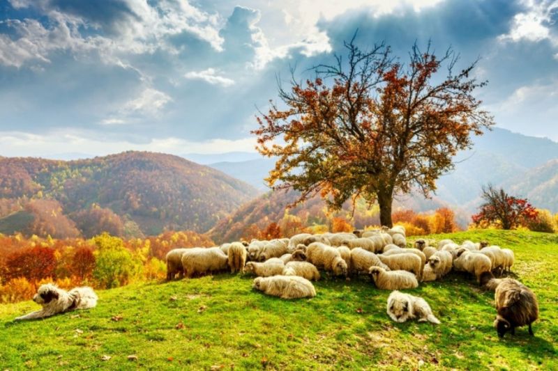 Foto de Ruta por Los dominios de Drácula Campo de ovejas