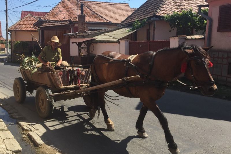 Foto de Ruta por Los dominios de Drácula paseo por transilvania