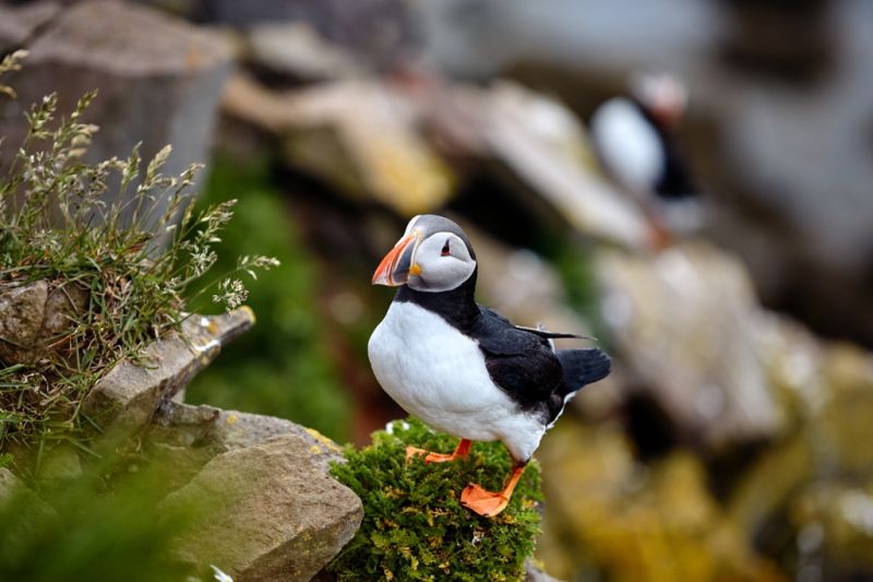 Foto de Ruta por Naturaleza Artica Puffin on the rocks