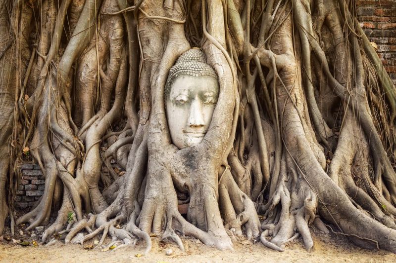 Foto de Ruta por Recuerdos de Tailandia buda en el arbol