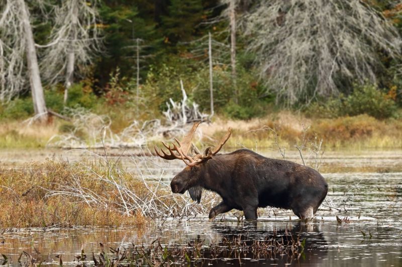 Foto de Ruta por Road Trip de Quebec a Nueva Escocia Alce en el bosque