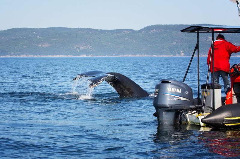 Foto de Ruta por Road Trip de Quebec a Nueva Escocia Avistando ballenas en la desembocadura del San Lorenzo