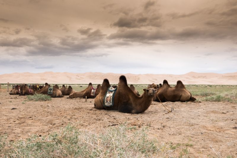 Foto de Ruta por Tras los pasos de Gengis Kan 5