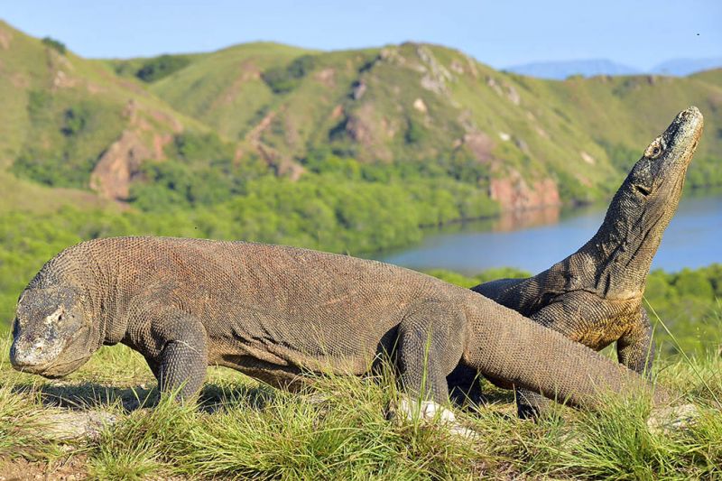 Foto de Ruta por Volcanes, buceo y dragones de Komodo Dragones de Komodo