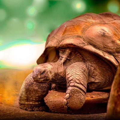 Viaje de aventura a El sueño de Darwin